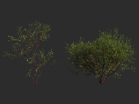  欧鼠李 欧桤木 光滑鼠李 破裂鼠李 鼠李科鼠李属 落叶灌木3d模型 