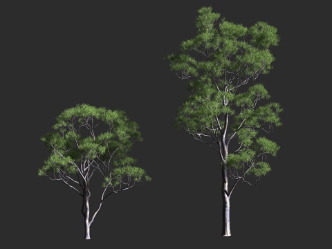  柳叶桉 悉尼蓝桉 速生树种 材林树种 桃金娘科桉属 大乔木3d模型 