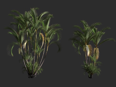  散尾葵 黄椰子 丛生灌木 棕榈科 金果椰属 近危物种3d模型 