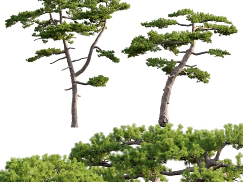  台湾红松 Pine 063d模型 