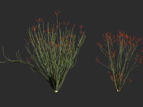  福桂树 蜡烛木 墨西哥刺木 福桂树科 福桂树属 半肉质灌木3d模型 