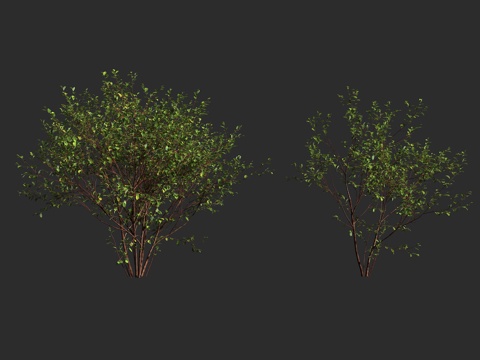  欧鼠李 欧桤木 光滑鼠李 破裂鼠李 鼠李科鼠李属 落叶灌木3d模型 