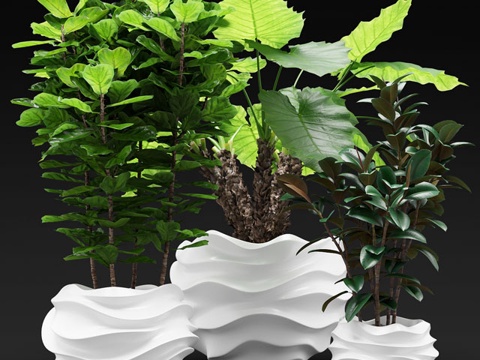  白色花盆中的室内植物3d模型 