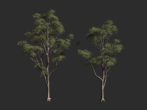  杯果桉 糖桉 澳大利亚 桃金娘科桉属 大乔木3d模型 