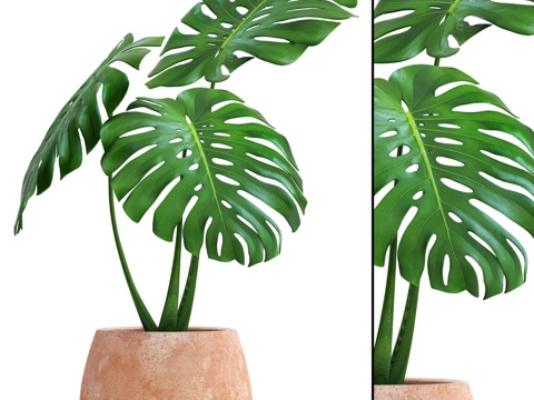  龟背竹，花卉，花盆，灌木，陶土盆栽3d模型 