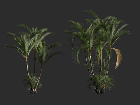  散尾葵 黄椰子 丛生灌木 棕榈科 金果椰属 近危物种3d模型 