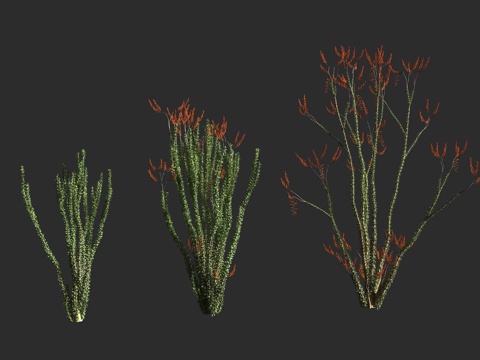 福桂树 蜡烛木 墨西哥刺木 福桂树科 福桂树属 半肉质灌木3d模型3d模型 