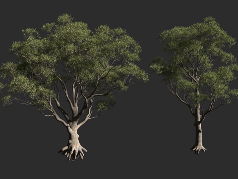  杯果桉 糖桉 澳大利亚 桃金娘科桉属 大乔木3d模型 