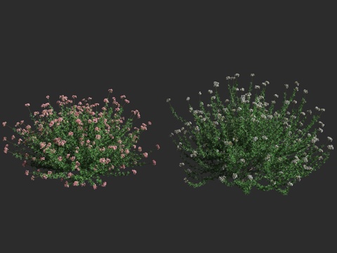  加州荞麦 扁头荞麦 多年生灌木 草本植物 蓼科荞麦属 沙漠地3d模型 