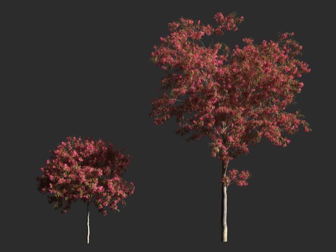  玫瑰桉 红花黄桉 桃金娘科桉属 常绿乔木 园艺品种 行道树3d模型 