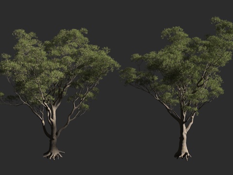  杯果桉 糖桉 澳大利亚 桃金娘科桉属 大乔木3d模型 