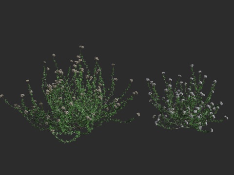  加州荞麦 扁头荞麦 多年生灌木 草本植物 蓼科荞麦属 沙漠地3d模型 