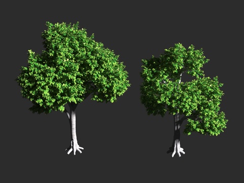  印度榕 橡皮树 橡胶榕 桑科榕属 常绿乔木 园林树种 观叶植3d模型 