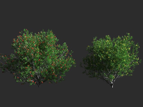  车桑子溲疏 溲疏科 溲疏属 常绿灌木3d模型 