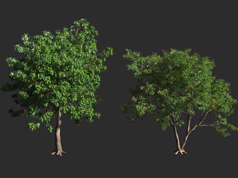  橙花破布木 紫草科 破布木属 常绿乔木 小型乔木 无危物种3d模型 