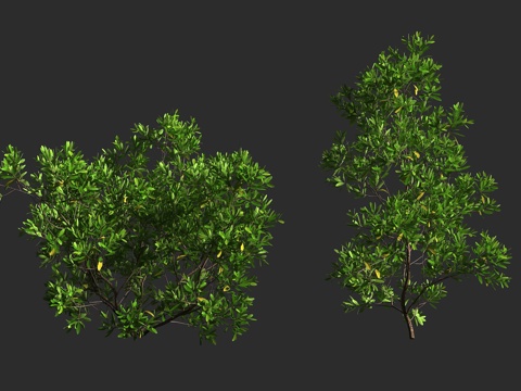  车桑子 无患子科 车桑子属 灌木 庭院绿化 绿篱3d模型 