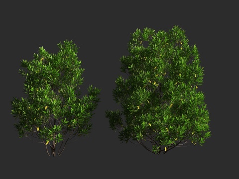  车桑子 无患子科 车桑子属 灌木 庭院绿化 绿篱3d模型 