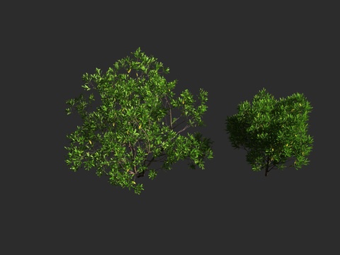  车桑子 无患子科 车桑子属 灌木 庭院绿化 绿篱3d模型 