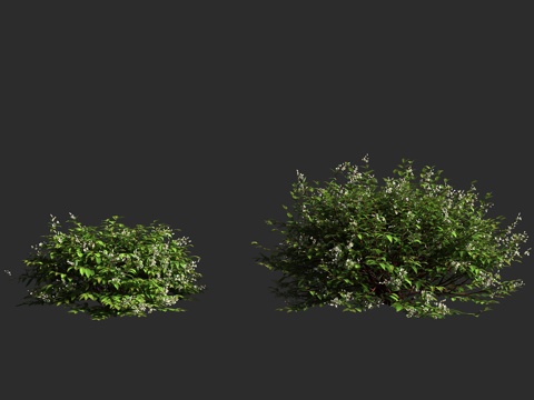  细梗溲疏 虎耳草科 溲疏属 灌木植物3d模型 