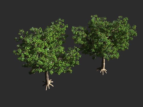  橙花破布木 紫草科 破布木属 常绿乔木 小型乔木 无危物种3d模型 