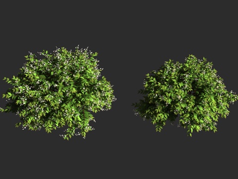  细梗溲疏 虎耳草科 溲疏属 灌木植物3d模型 