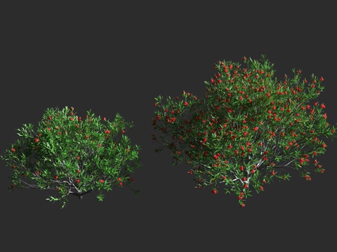  车桑子溲疏 溲疏科 溲疏属 常绿灌木3d模型 