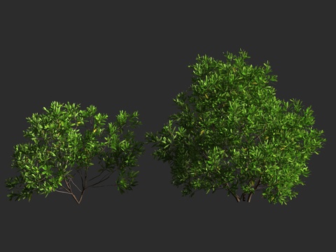  车桑子 无患子科 车桑子属 灌木 庭院绿化 绿篱3d模型 
