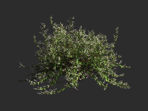  细梗溲疏 虎耳草科 溲疏属 灌木植物3d模型 