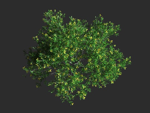  车桑子溲疏 溲疏科 溲疏属 常绿灌木3d模型 
