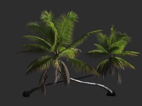  椰子树 棕榈科 椰子属 大型乔木 沿海地区3d模型 