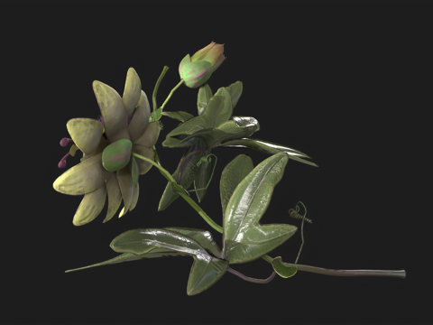  有动画 花朵 植物 曼陀罗花 异域植物 花草 西番莲3d模型 