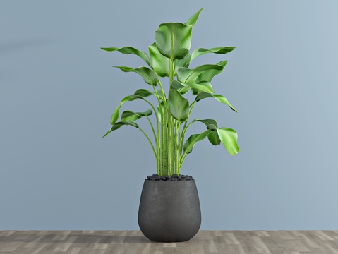  现代植物 盆栽 绿植3d模型 