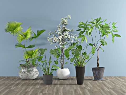  现代植物 盆栽 绿植3d模型 