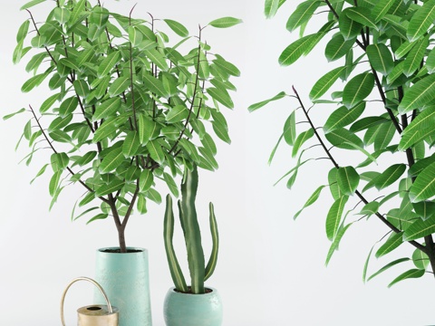  北欧植物盆栽组合3d模型 