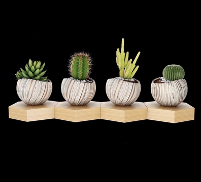  北欧盆栽 仙人球 多肉植物3D模型组合3d模型 