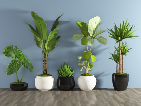  现代植物 盆栽 绿植3d模型 
