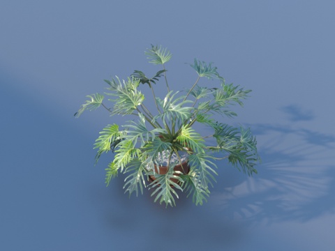  花盆 盆栽 绿植 植物3d模型 