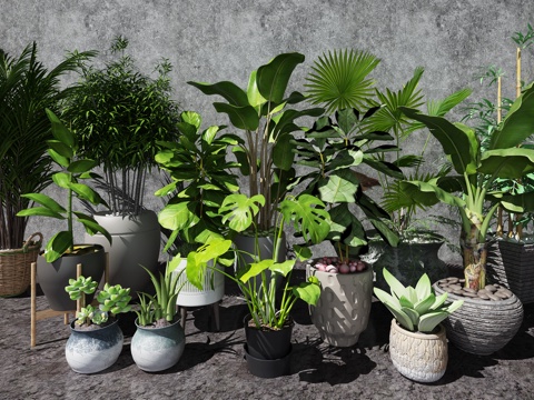  植物盆栽组合3d模型 