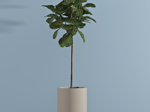  现代植物 盆栽 绿植3d模型 