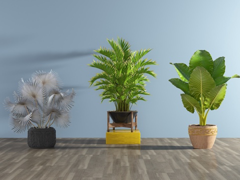  现代植物 盆栽 棕榈绿植3d模型 