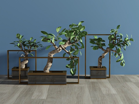  现代植物 盆栽 绿植3d模型 