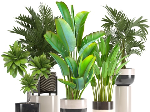  现代植物盆栽组合3d模型 