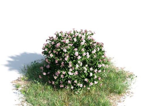  花 灌木 植物 花草 绿篱 花园 花坛 花丛3d模型 