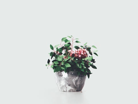  现代盆栽植物花3d模型 