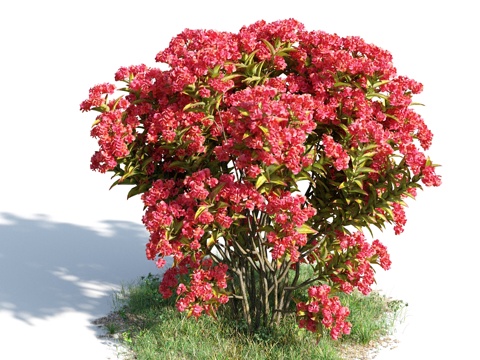  花 灌木 植物 花草 绿篱 花园 花坛 花丛3d模型 