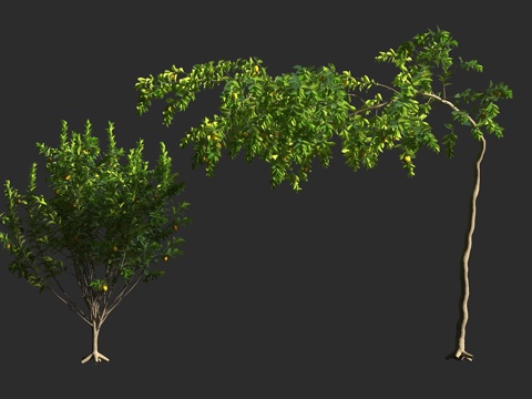  柠檬树 芸香科 柑橘属 常绿灌木 常绿乔木 盆景观赏3d模型 