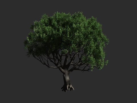  长角豆 豆科 长角豆属 多年生 常绿乔木 大灌木3d模型 