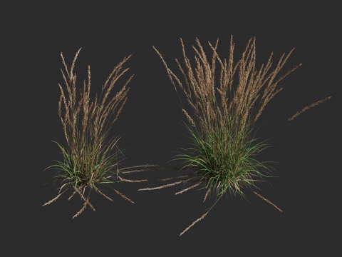  卡尔福斯特羽毛芦苇草 多年生草本植物3d模型 