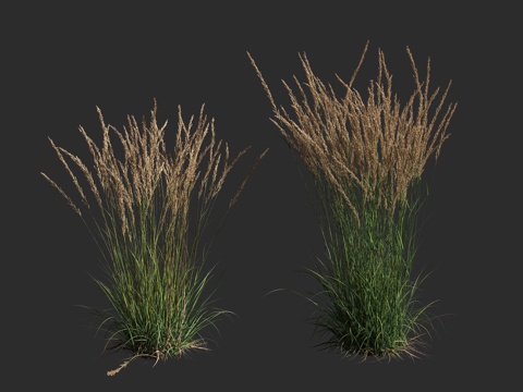  卡尔福斯特羽毛芦苇草 多年生草本植物3d模型 