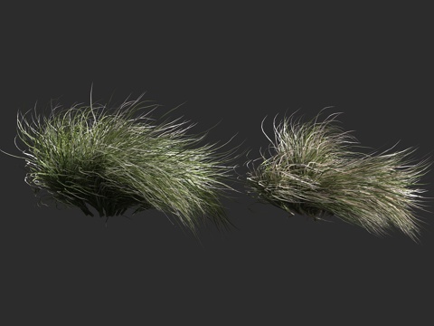  卷毛苔草 霜卷苔草 莎草科 苔草属 多年生草本植物3d模型 